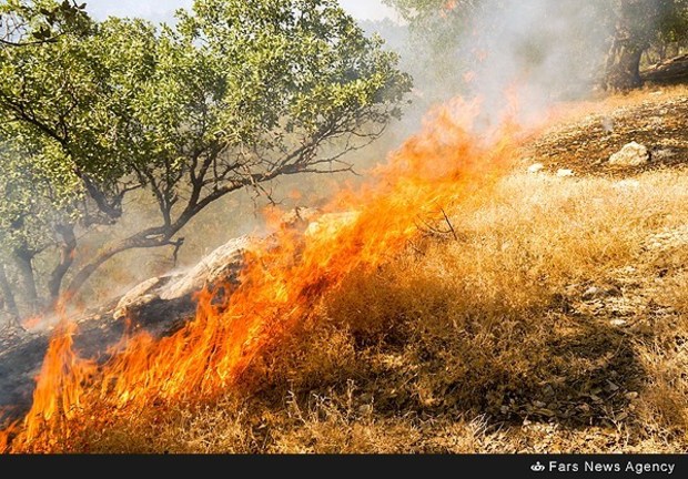 آتش سوزی در 143 هکتار از جنگل های استان