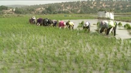 آغاز نشاء برنج در کهگیلویه وبویراحمد