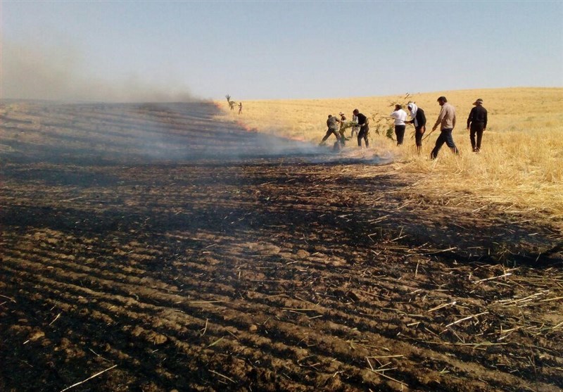 آتش سوزی ۲۲۹ هکتار مرتع و جنگل در استان+فیلم