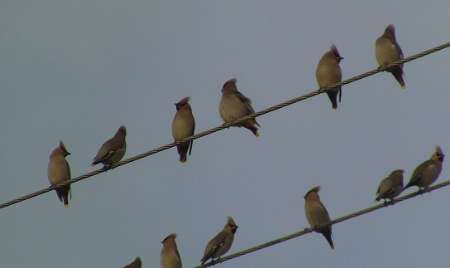 مشاهده پرنده بومی شمال ایران در شهرستان گناباد
