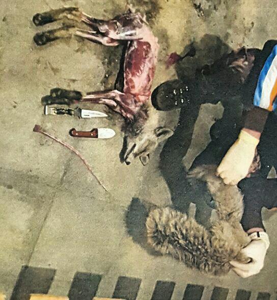 صدور حکم شکارچیان متخلف شبستری صدور حکم شکارچیان متخلف شبستری