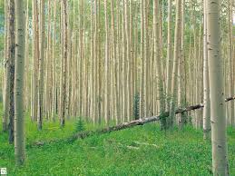 اجرای طرح زراعت چوب در 18 هکتار از اراضی