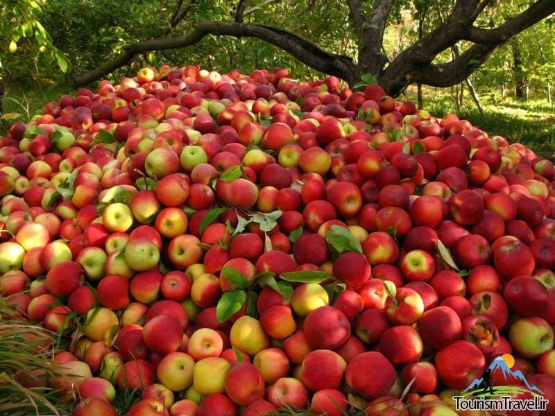 خراسان رضوی، رتبه نخست کشور در جشنواره ملی تولید کنندگان برتر بخش کشاورزی