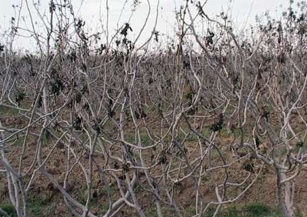 پرداخت خسارت سرمازدگی به کشاورزان خراسان رضوی