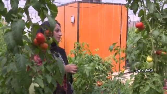 برداشت محصولات گلخانه ای در خراسان جنوبی