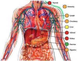 آیا از بدن خود خبر دارید؟ آیا از بدن خود خبر دارید؟