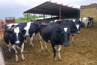 بابلسر رتبه سوم نولید شیر درمازندران