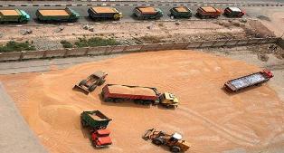 خرید تضمینی بیش از 98 هزارتن گندم در مازندران