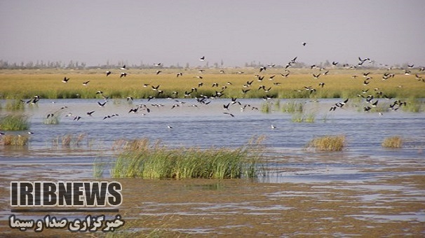 زمستان گذرانی پرندگان مهاجر در زنجان