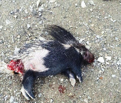 پای امین حیایی شکست