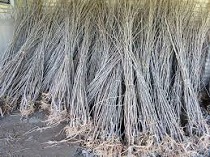 توزیع 200 هزار اصله نهال در استان مرکزی