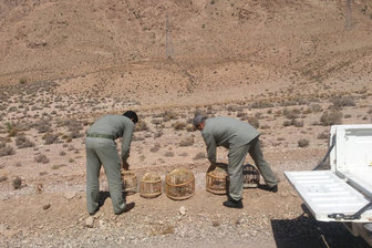 پرواز دوباره چکاو ک ها بر فراز آسمان