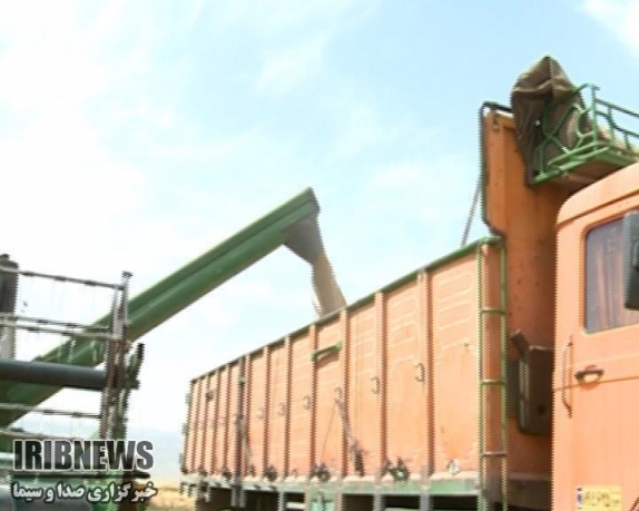 خرید حدود 84 هزار  تن گندم از کشاورزان خراسان شمالی