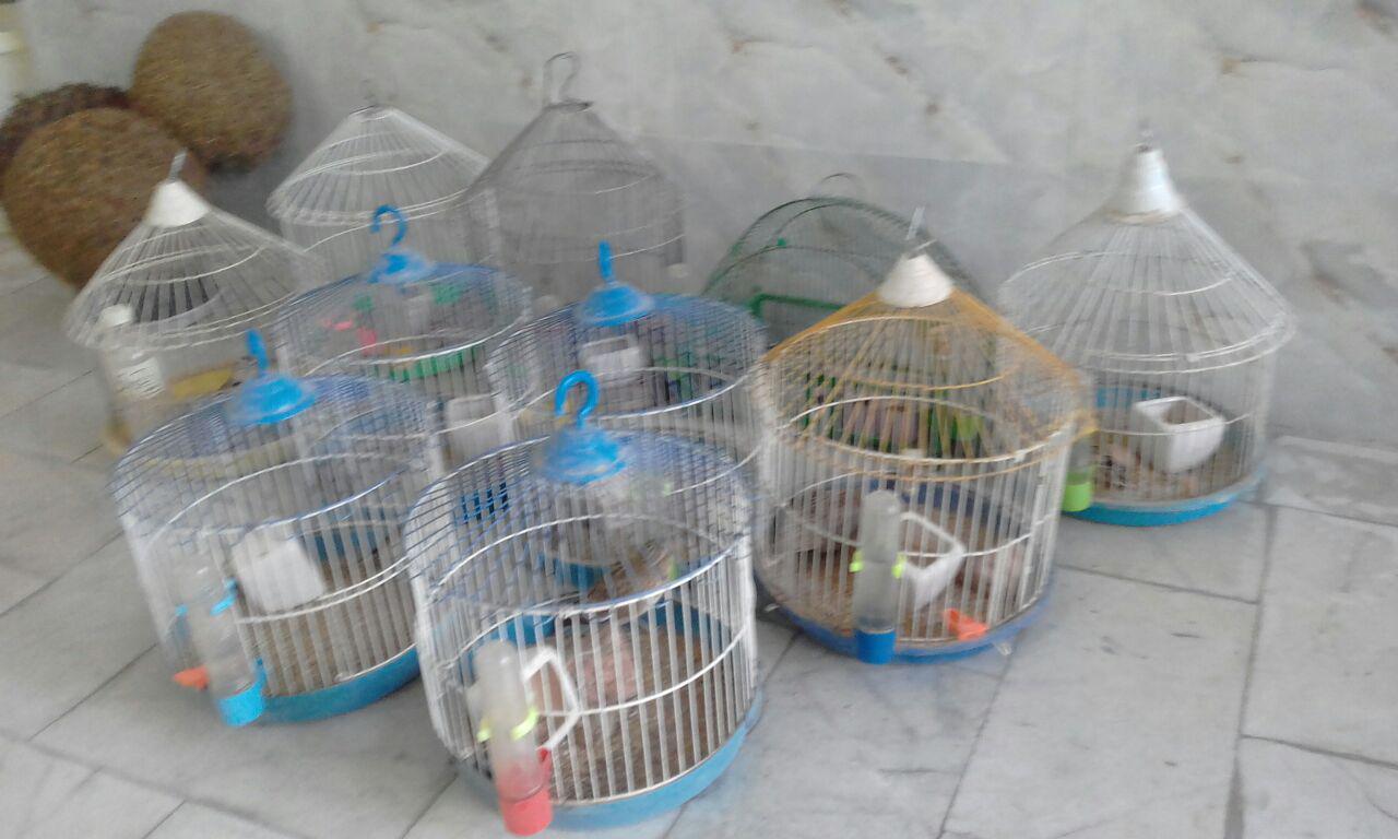 کشف 10قطعه چکاوک از یک پرنده فروش متخلف در نیشابور