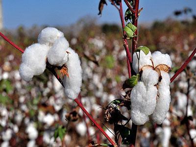 خرید توافقی ۵۰ هزار تن طلای سفید در فارس خرید توافقی ۵۰ هزار تن طلای سفید در فارس