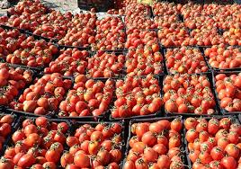 گزارش مکتوب ..... بوشهری ها تأمین کننده نیاز کشاورزی دیگر استانها