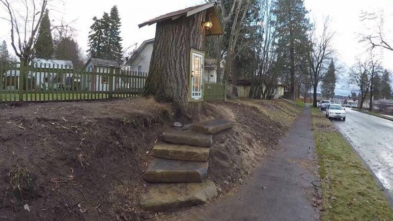 کتابخانه‌ای در دل یک درخت! +تصاویر