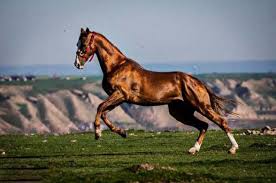 آغاز دوره مربیگری آغاز دوره مربیگری