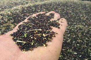 خرید 116 تن کلزا از کشاورزان مازندرانی