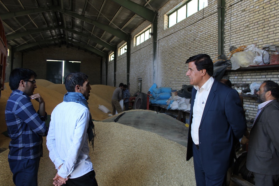 خرید تضمینی 2540 تن گندم از کشاورزان