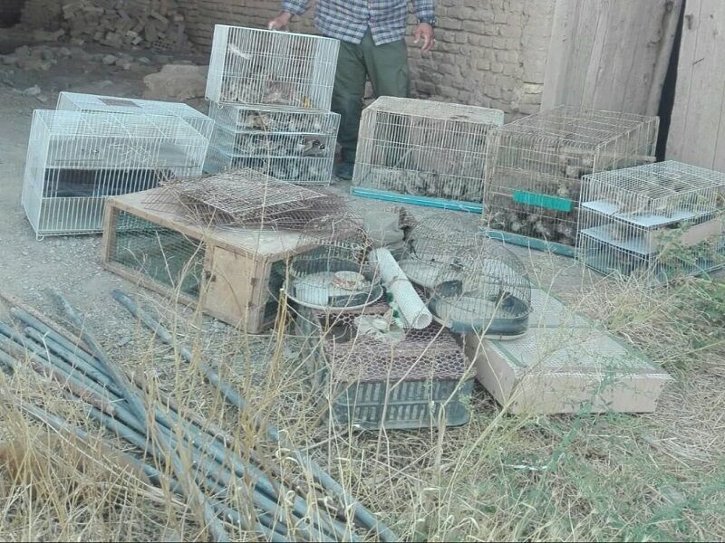 کشف ۵۲۸ قطعه چکاوک وحشی در مشهد