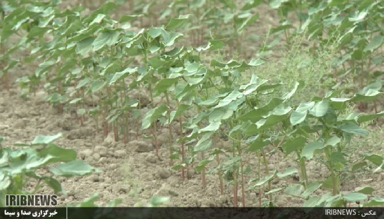 احیای طلای سفید با دانش هسته ای