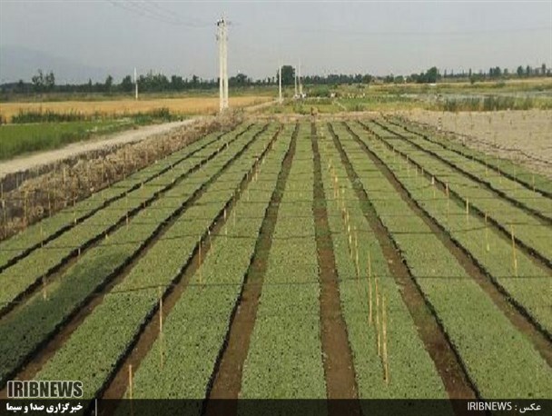 احیای طلای سفید با دانش هسته ای