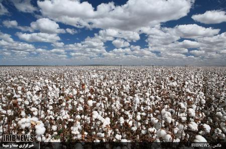 احیای طلای سفید با دانش هسته ای