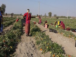 برداشت گوجه فرنگی محلی خارج از فصل در بشاگرد