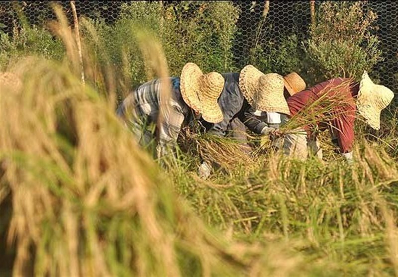 برداشت راتون در گیلان برداشت راتون در گیلان