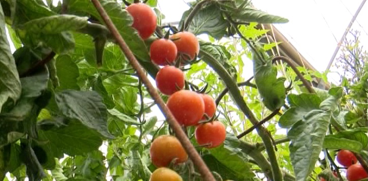 آغاز برداشت محصولات گلخانهای در هرمزگان آغاز برداشت محصولات گلخانهای در هرمزگان