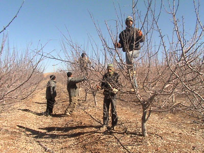 انتقاد کارشناسان به هرس زودهنگام درختان + فیلم