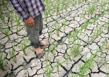 سازگاری با کمآبی با کشتهای جدید سازگاری با کمآبی با کشتهای جدید