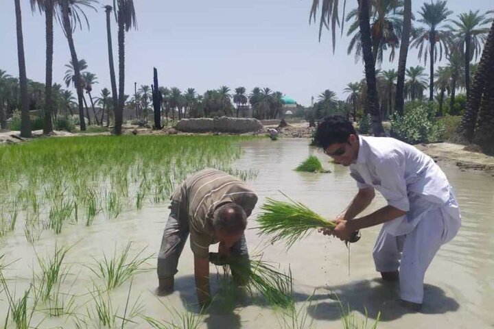 استقبال نکردن کشاورزان شلتوک‌کار خوزستانی از بیمه مزارع