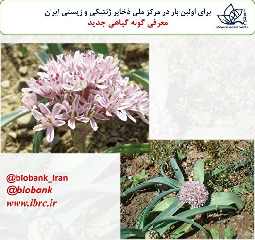 کشف گونه جدید گیاهی در ایران