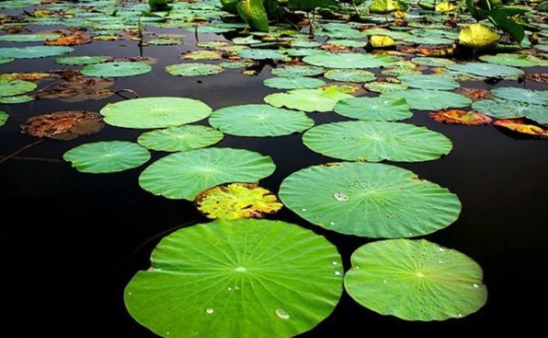 ساری وسیع‌ترین شهرستان استان مازندران