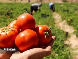 تولید هزار و ۳۰۰ تن گوجهفرنگی درمهاباد تولید هزار و ۳۰۰ تن گوجهفرنگی درمهاباد