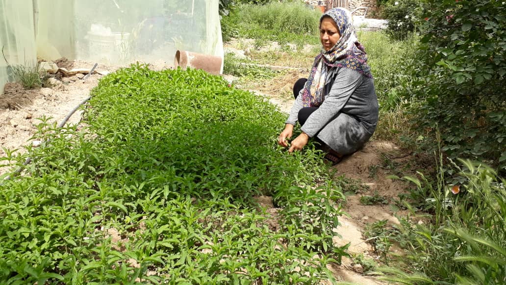 تولید محصول سالم توسط زنان روستایی