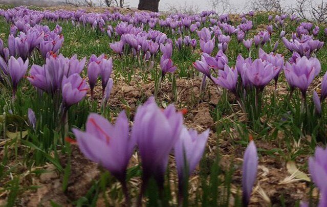 تلاش مسوولان باخرز برای استقرار دستگاه های پر‌ کنی زعفران