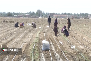 پایان کاشت پاییزه پیاز طرح استمرار در عنبرآباد پایان کاشت پاییزه پیاز طرح استمرار در عنبرآباد