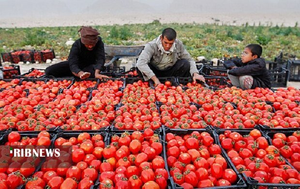 برداشت گوجه پاییزه در گچساران