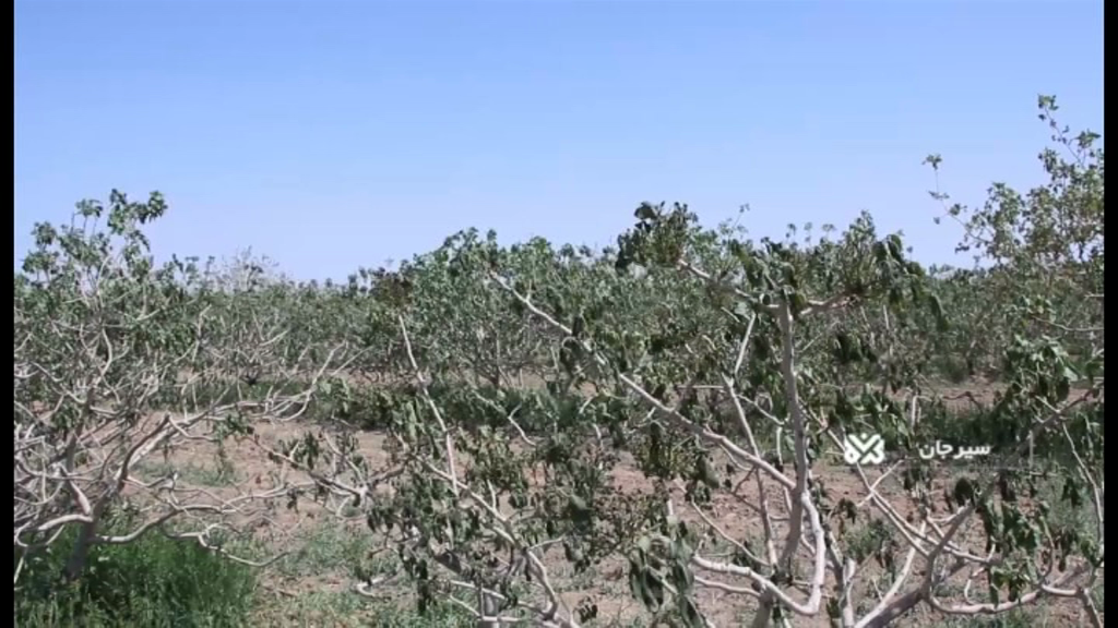 خسارت کلان سرمای بهار به پسته کرمان