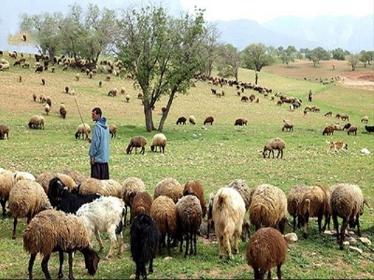 اجرای طرح زنجیره تولید گوشت قرمز