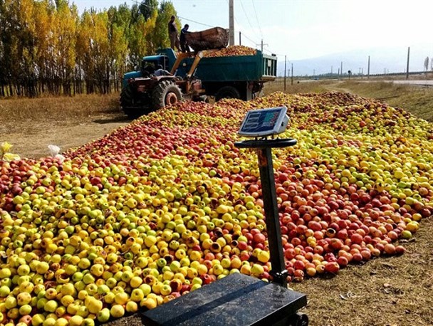 آغاز خرید تضمینی سیب صنعتی از باغداران دنا