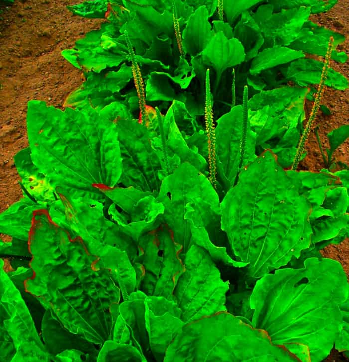 درمان همه بیماری‌های معده با دانه جادویی بارهنگ