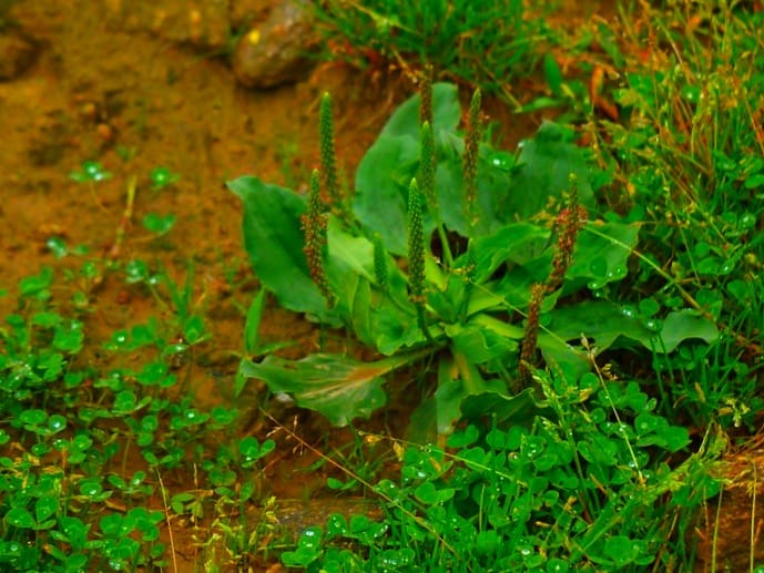 گیاه بارهنگ