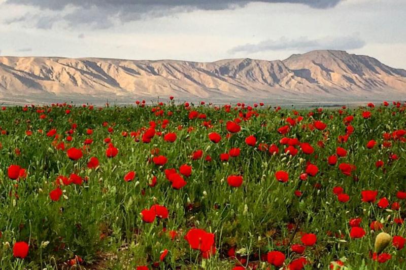 جشنواره گردشگری سفر به دشت شقایق کالپوش برگزار می‌شود