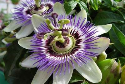 دیازپام‌هایی از دل طبیعت، برای تسکین درد و خواب راحت