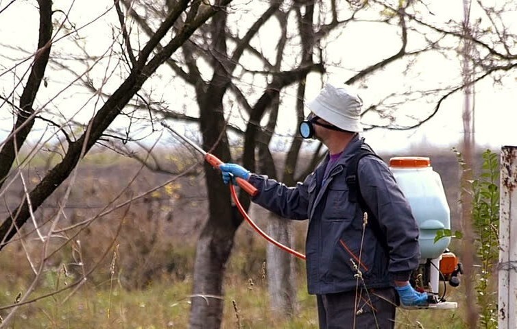 کشاورزان برای جلوگیری از سرمازدگی از روغن ولک استفاده کنند