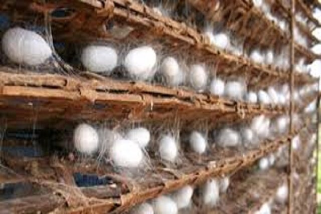 رکورد تولید پیله کرم ابریشم در کشور رکورد تولید پیله کرم ابریشم در کشور